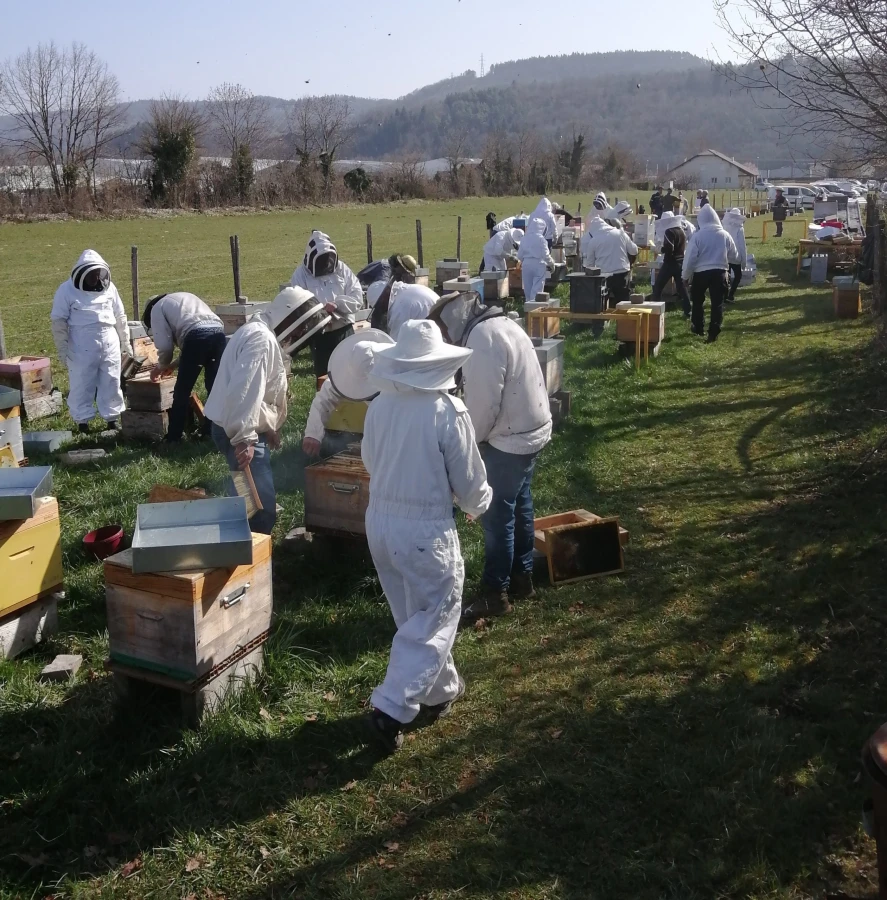 Travail au rucher