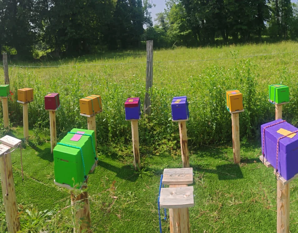Les Apidéas fleurissent au Rucher du Haut-Bugey