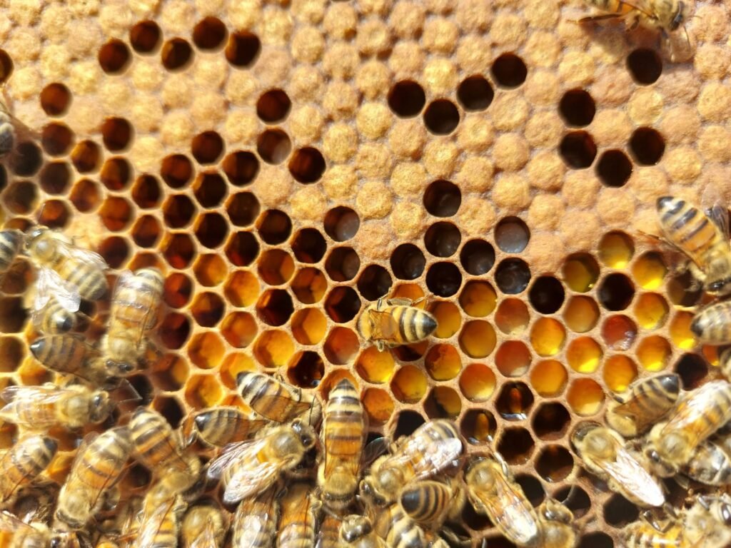 Présence de pollen jaune d'or sur le pourtour du couvain